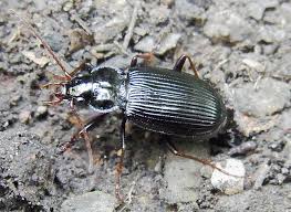 Attēlu rezultāti vaicājumam “Nebria brevicollis”