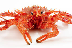 Image result for Lithodes maja