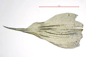 Attēlu rezultāti vaicājumam “Rhytidiadelphus subpinnatus”