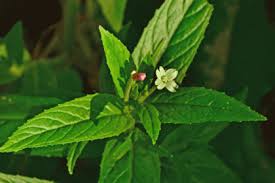 Attēlu rezultāti vaicājumam “Epilobium roseum leaf”