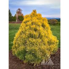 Attēlu rezultāti vaicājumam “Pinus mugo”