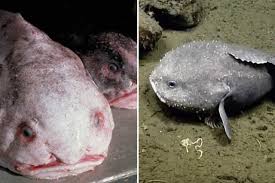 Image result for blobfish