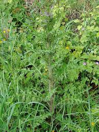 Attēlu rezultāti vaicājumam “Cirsium palustre flower”