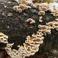 Attēlu rezultāti vaicājumam “Plicaturopsis crispa”