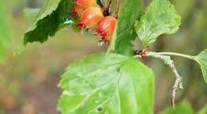 Attēlu rezultāti vaicājumam “Crataegus submollis”