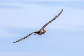 Attēlu rezultāti vaicājumam “Stercorarius parasiticus”