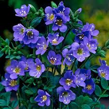 Attēlu rezultāti vaicājumam “Polemonium caeruleum flower”