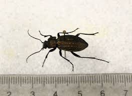 Attēlu rezultāti vaicājumam “Coleoptera”