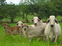 Image result for ganado bovino