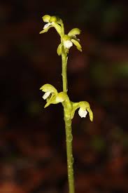 Attēlu rezultāti vaicājumam “Corallorhiza trifida flower”