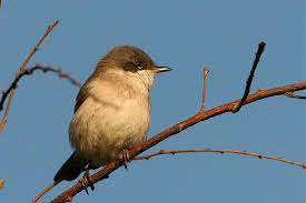 Attēlu rezultāti vaicājumam “Sylvia curruca”
