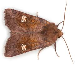 Attēlu rezultāti vaicājumam “Amphipoea”