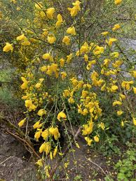 Image result for Cytisus scoparius