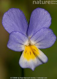 Attēlu rezultāti vaicājumam “Viola arvensis flower”