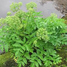 Image result for Angelica archangelica