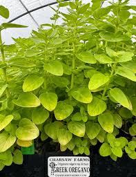 Image result for Origanum vulgare