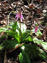 Attēlu rezultāti vaicājumam “Erythronium sibiricum flower”