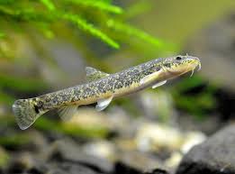 Attēlu rezultāti vaicājumam “Barbatula barbatula”