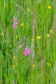 Attēlu rezultāti vaicājumam “Onobrychis arenaria flower”