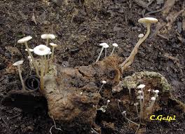 Attēlu rezultāti vaicājumam “Collybia cirrhata”