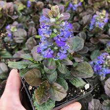 Image result for Ajuga reptans