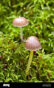 Attēlu rezultāti vaicājumam “Mycena viscosa”
