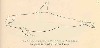 Image result for Grampus griseus