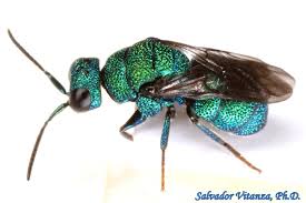 Attēlu rezultāti vaicājumam “Chrysididae”