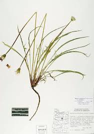 Image result for Agoseris major