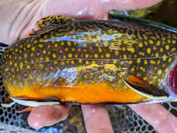 Image result for Salvelinus fontinalis