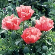 Image result for Papaver orientale