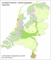 Attēlu rezultāti vaicājumam “Aphelia viburniana”