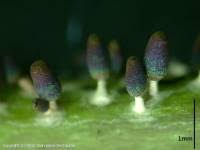 Attēlu rezultāti vaicājumam “Diachea leucopodia”