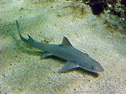 Image result for Mustelus asterias