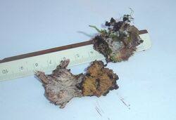 Attēlu rezultāti vaicājumam “Sporophagomyces chrysostomus”