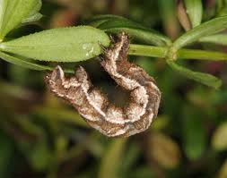 Attēlu rezultāti vaicājumam “Cosmorhoe ocellata”