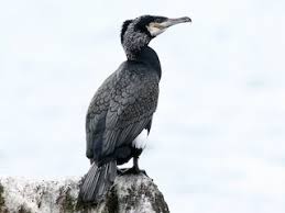 Attēlu rezultāti vaicājumam “Phalacrocorax carbo”