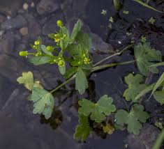 Attēlu rezultāti vaicājumam “Ranunculus sceleratus”