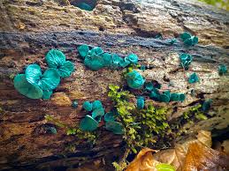 Attēlu rezultāti vaicājumam “Chlorociboria aeruginascens”