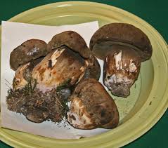 Attēlu rezultāti vaicājumam “Porphyrellus porphyrosporus”