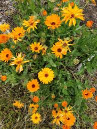 Image result for Calendula officinalis
