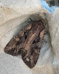 Attēlu rezultāti vaicājumam “Lacanobia suasa”