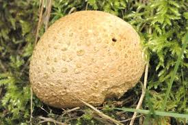 Attēlu rezultāti vaicājumam “Clastodermataceae”