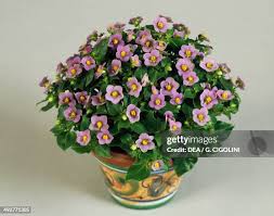 Image result for Exacum affine