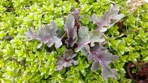 Attēlu rezultāti vaicājumam “Honckenya peploides bud”