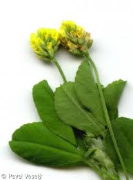 Attēlu rezultāti vaicājumam “Medicago lupulina bud”