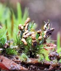 Attēlu rezultāti vaicājumam “Diderma ochraceum spores”