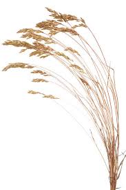 Attēlu rezultāti vaicājumam “Bromus secalinus”