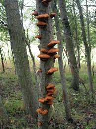 Attēlu rezultāti vaicājumam “Pycnoporellus fulgens”