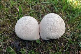 Attēlu rezultāti vaicājumam “Calvatia utriformis”